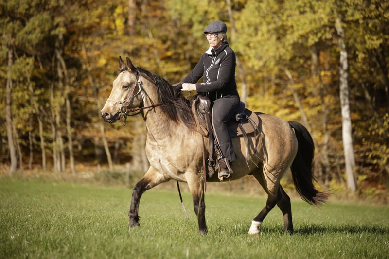 Missouri Foxtrotter, Wallach in Königsfeld