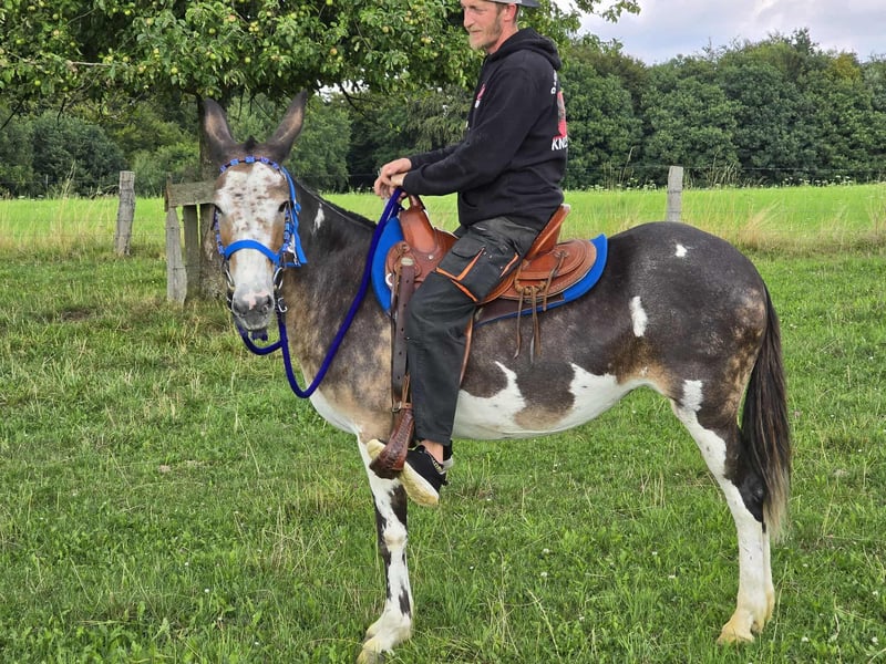 Muli, Stute in Linkenbach