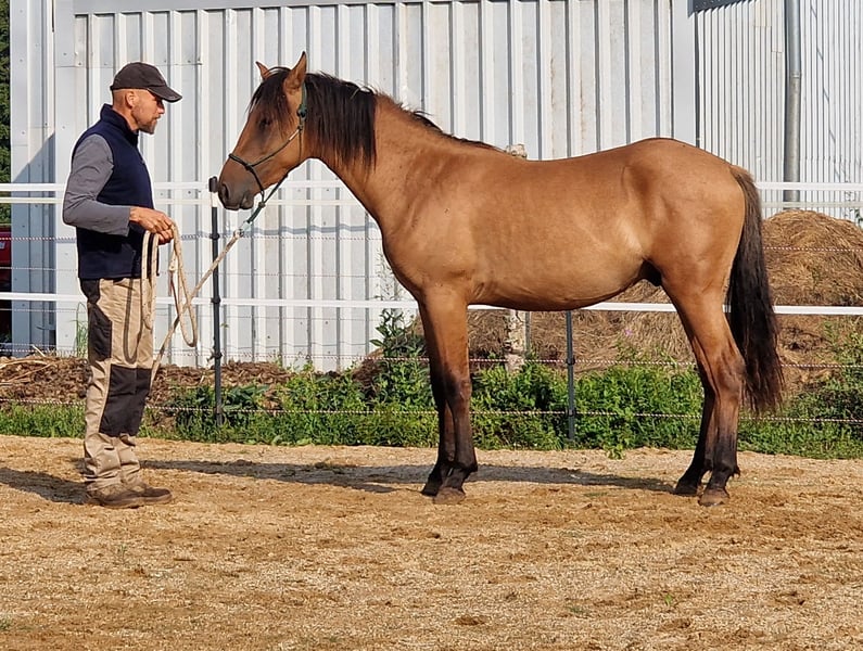 Mustang (amerikanisch), Hengst in Maxsain