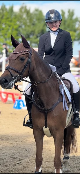 New Forest Pony, Stute in Recke, bei Osnabrück