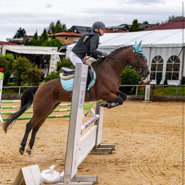 New Forest Pony, Stute in Mamming