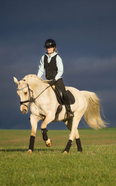 New Forest Pony, Stute in Nettersheim