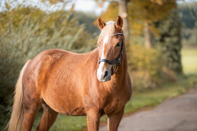 New Forest Pony, Stute in Pronstorf