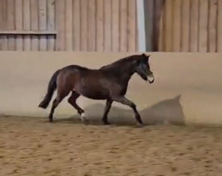 New Forest Pony, Stute in Basdahl