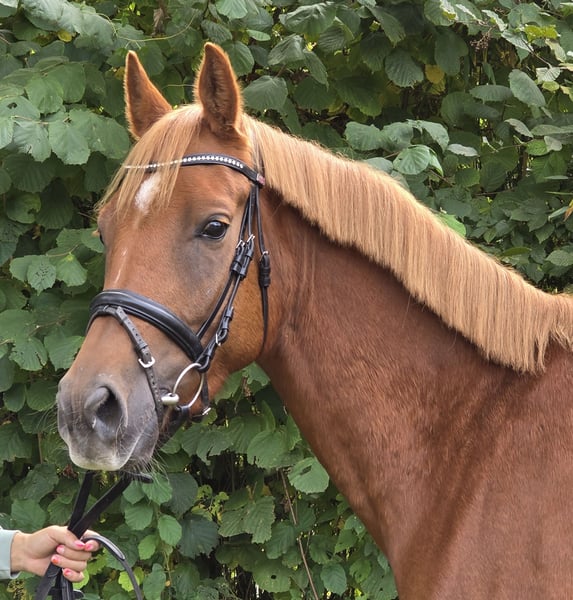 New Forest Pony, Wallach in Wachtendonk