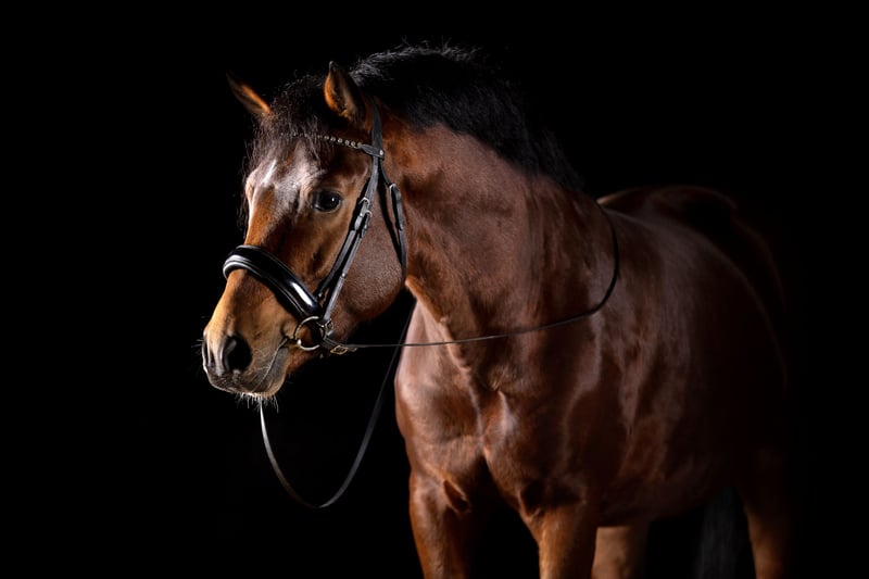 New Forest Pony, Wallach in Heinzenbach