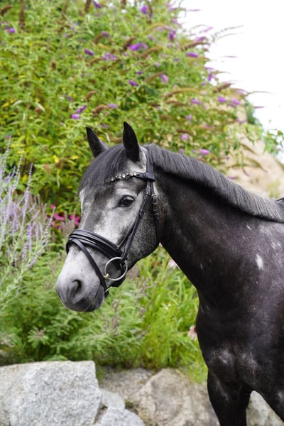 New Forest Pony, Wallach in Fürth