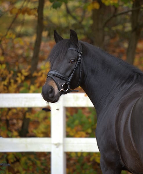New Forest Pony, Wallach in Essen (Oldenburg)