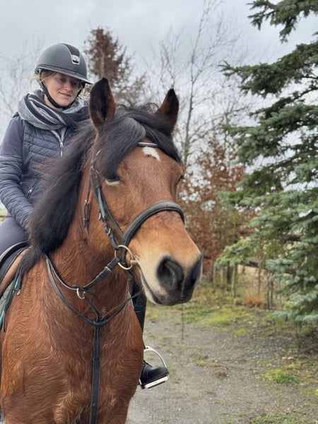 Niederländisches Kaltblut, Stute in Nettersheim