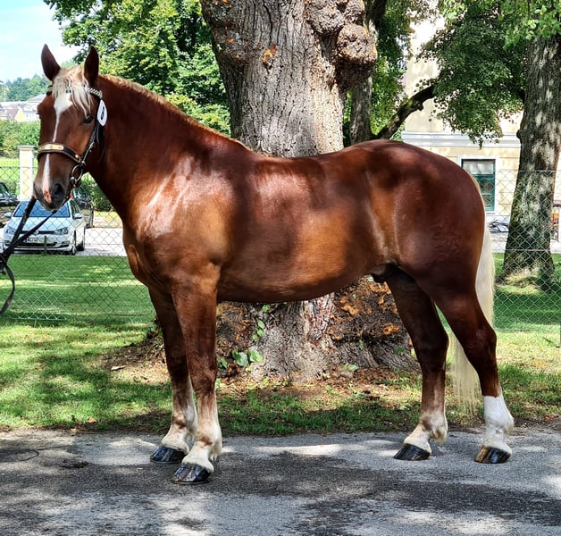 Second Life Marketplace - Light Chestnut Horse Coat NHC