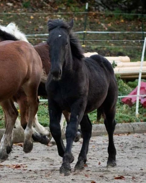 Noriker, Hengst in Marktschellenberg