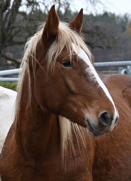 Noriker, Stute in Klettgau