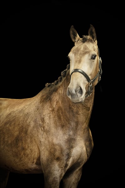 NRPS, Mare in Tholen