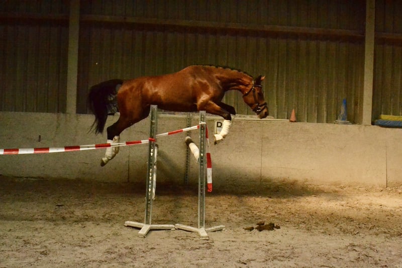 Österreichisches Warmblut, Wallach in Würzburg