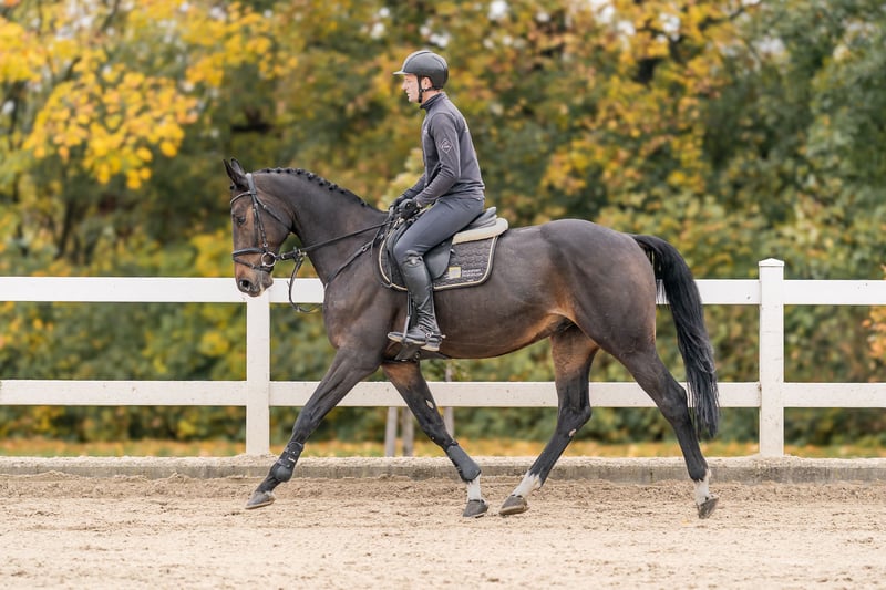 Oldenburg Gelding 6 years 16,2 hh in Zduchovice