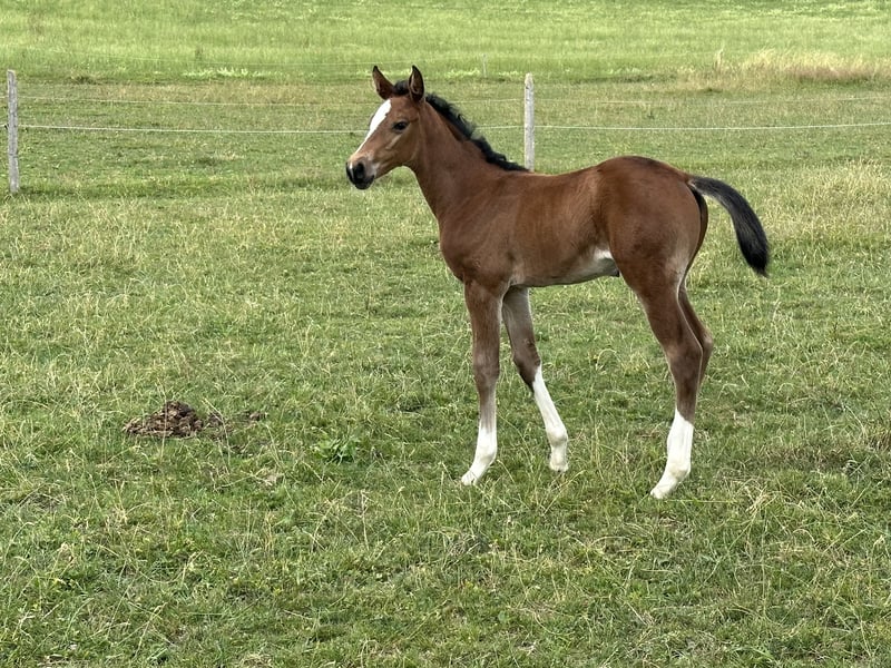 Oldenburg-International (OS) Mare Foal (06/2023) 16,1 hh Brown in Berg