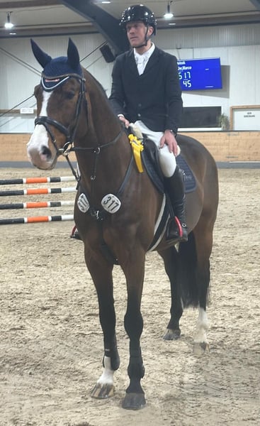 Oldenburger, Hengst in Willich