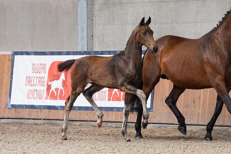 Oldenburger, Hengst in Blunk