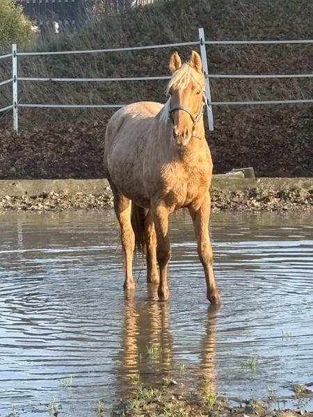 Oldenburger, Hengst in Brockum