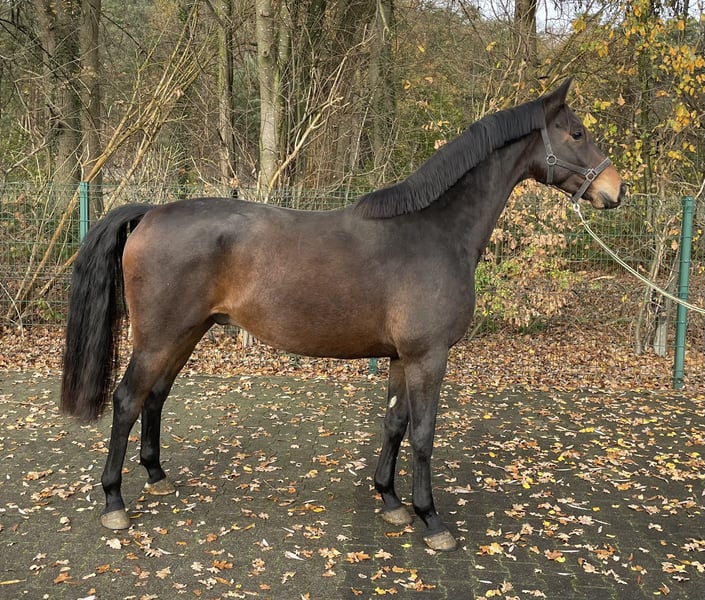 Oldenburger, Hengst in Verl