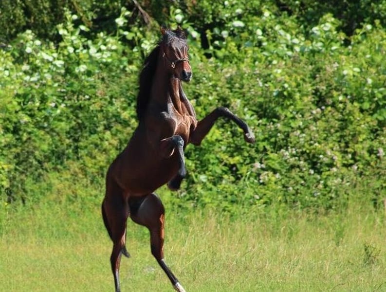 Oldenburger, Hengst in Radeburg