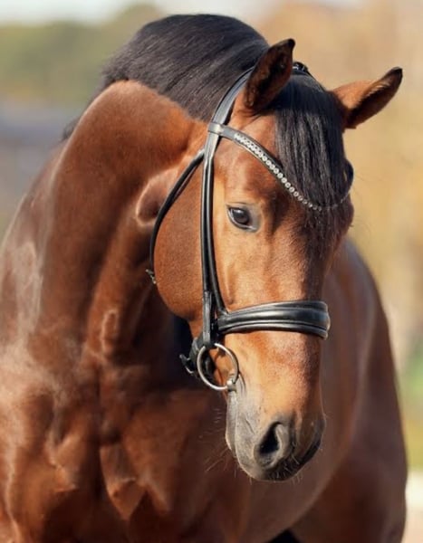 Oldenburger, Hengst in Vechta