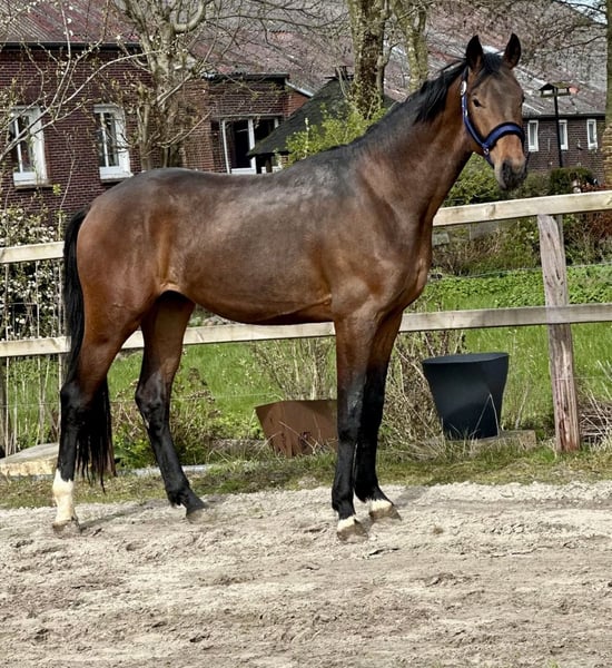 Oldenburger, Hengst in Vechta