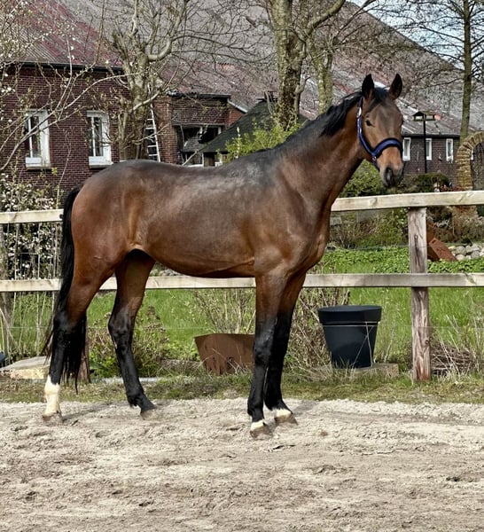 Oldenburger, Hengst in Vechta