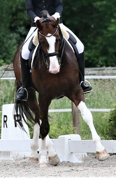 Oldenburger, Hengst in Unna