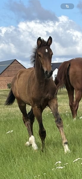 Oldenburger, Hengst in Steinhöfel
