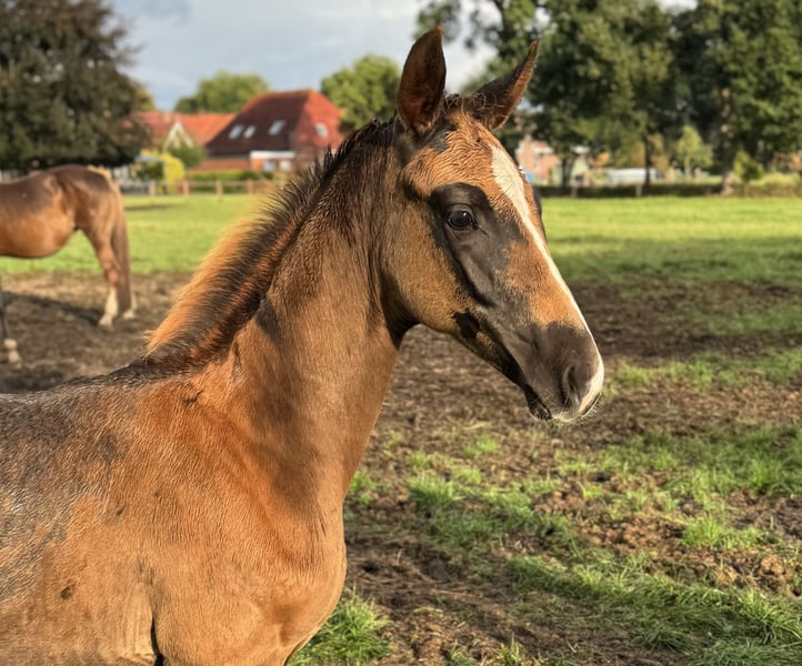 Oldenburger, Hengst in Großefehn Bagband