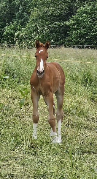 Oldenburger, Hengst in Isny im Allgäu