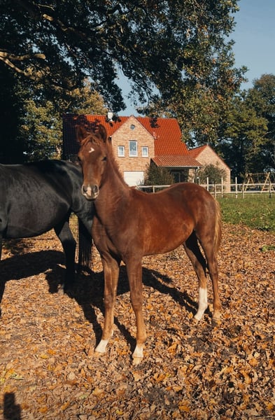 Oldenburger, Hengst in Vechta