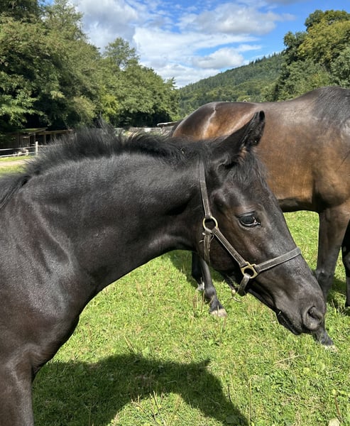 Oldenburger, Hengst in Lahr/Schwarzwald