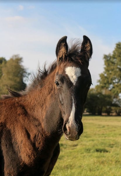 Oldenburger, Hengst in Hamersen