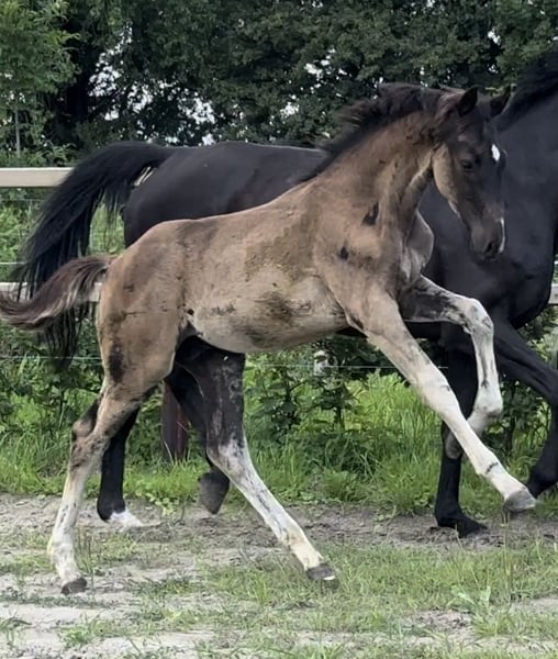 Oldenburger, Hengst in Vechta