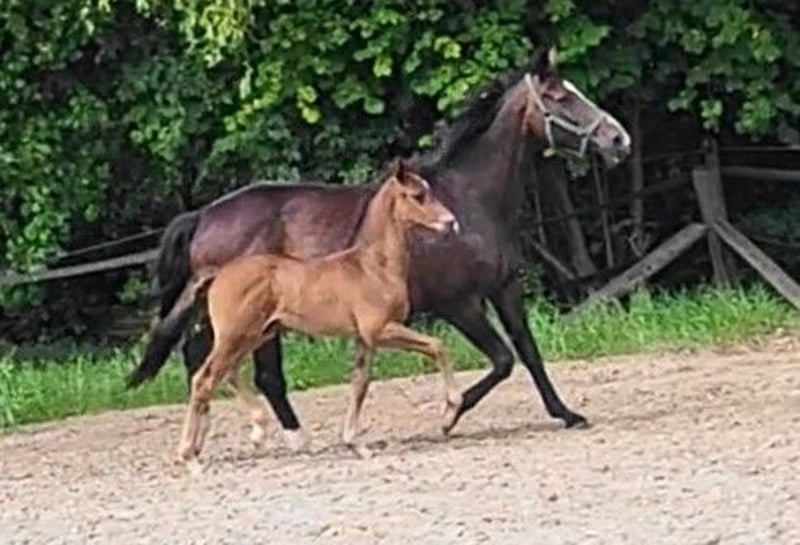 Oldenburger, Hengst in Butjadingen