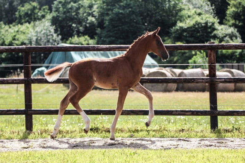 Oldenburger, Hengst in Blunk