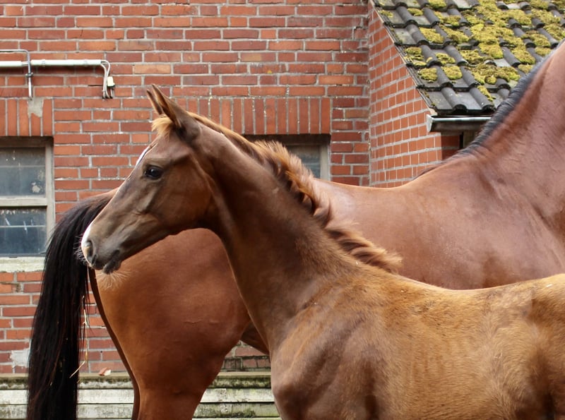 Oldenburger, Hengst in Lastrup