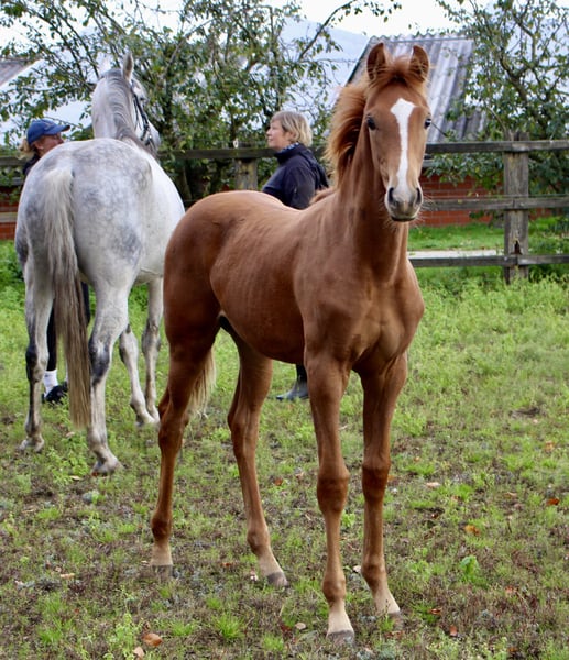 Oldenburger, Hengst in Emstek