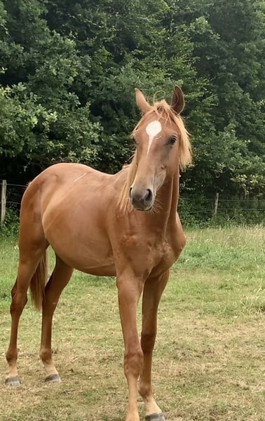 Oldenburger Springpferd, Hengst in Dahlenburg