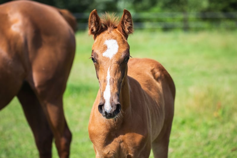 Oldenburger Springpferd, Hengst in Westerstede