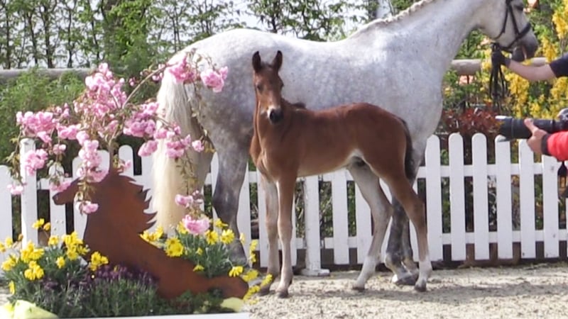Oldenburger Springpferd, Hengst in Cloppenburg