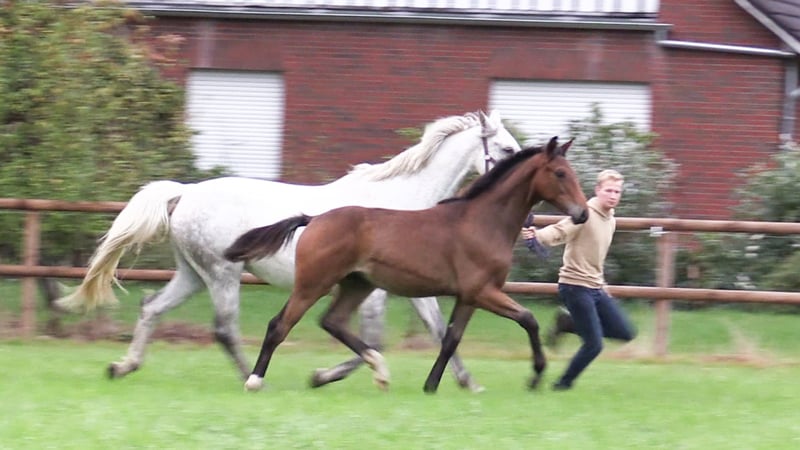 Oldenburger Springpferd, Hengst in Cloppenburg