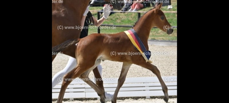 Oldenburger Springpferd, Hengst in Letschin