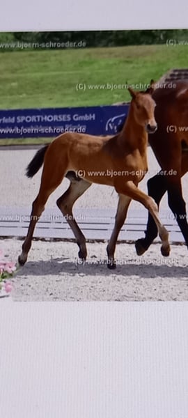 Oldenburger Springpferd, Hengst in Neubarnim