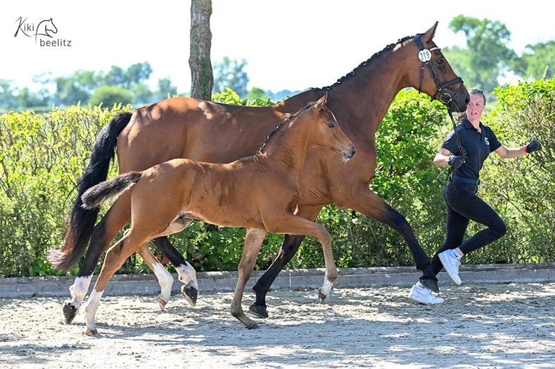 Oldenburger Springpferd, Hengst in Bockhorn Ellenserdammersiel