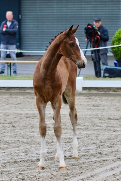 Oldenburger Springpferd, Hengst in Edewecht
