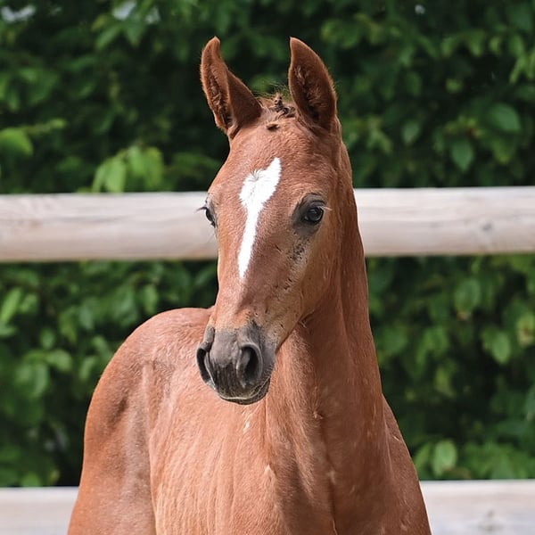 Oldenburger Springpferd, Hengst in Dahlenburg