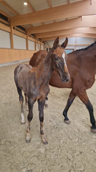 Oldenburger Springpferd, Hengst in Dahlenburg